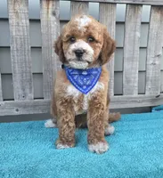 Christian f1b mini, a male Miniature Goldendoodle for sale in Rockford, IL – 2 of 8