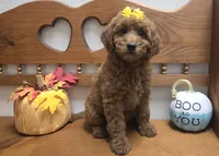 Autumn f1b mini, a female Miniature Goldendoodle for sale in Rockford, IL – 10 of 10