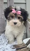 Daisy, a female Morkie for sale in Rockford, IL – 5 of 8