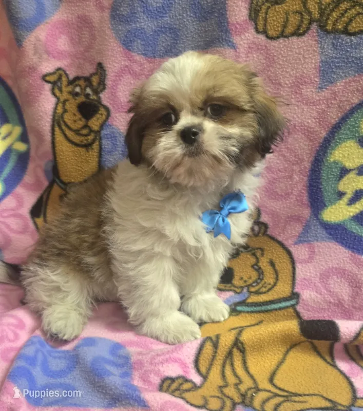 Gizmo  – Shih Tzu puppy for sale in Rockford, IL