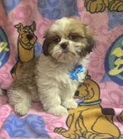 Gizmo , a male Shih Tzu for sale in Rockford, IL – 2 of 8