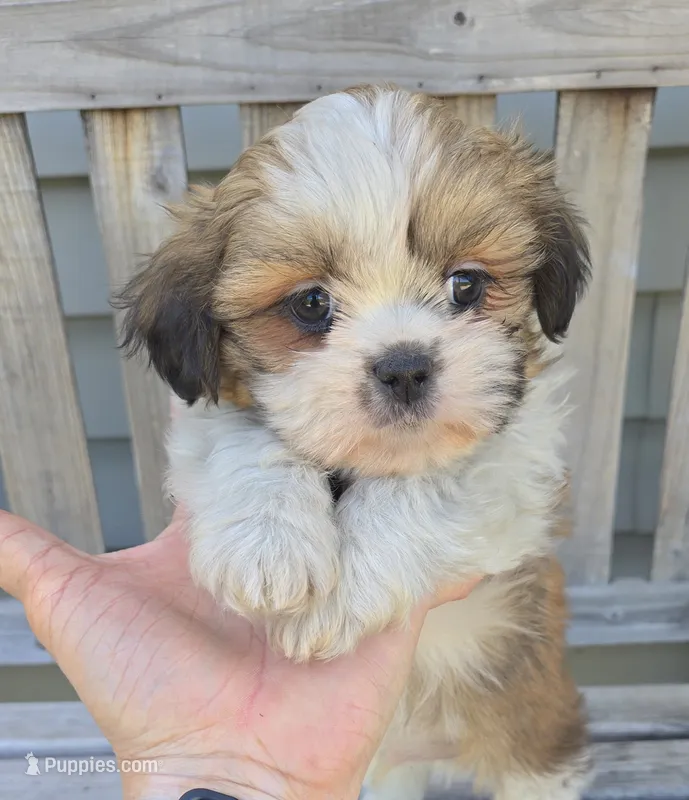 Gizmo  – Shih Tzu puppy for sale in Rockford, IL