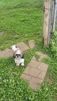 Bandit , a male Shih Tzu for sale in Rockford, IL – 3 of 3