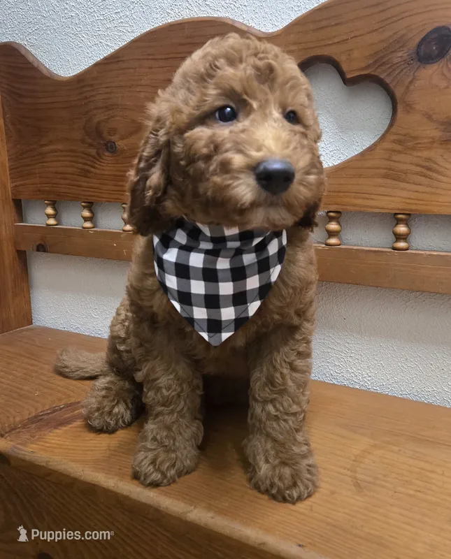Clifford f1b mini – Miniature Goldendoodle puppy for sale in Rockford, IL