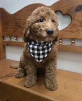 Clifford f1b mini, a male Miniature Goldendoodle for sale in Rockford, IL – 3 of 9