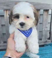Franklin, a male Mal Shi for sale in Rockford, IL – 2 of 9