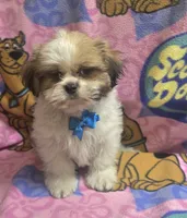 Milo, a male Shih Tzu for sale in Rockford, IL – 2 of 10