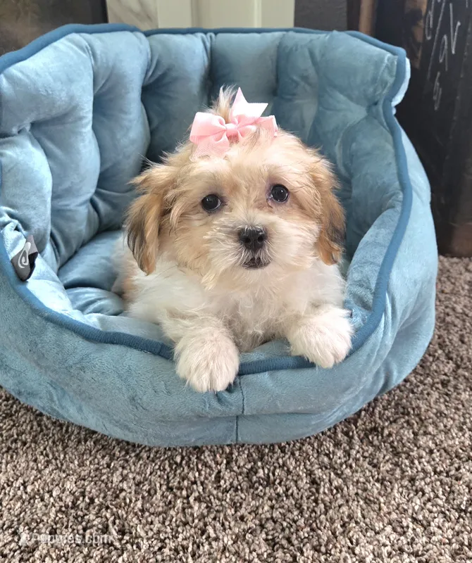 Lily – Mal Shi puppy for sale in Rockford, IL