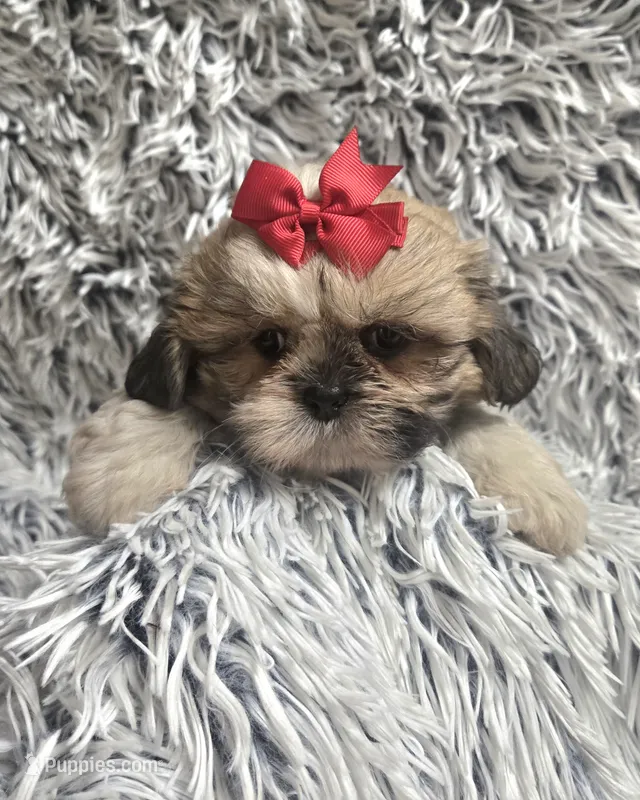Rosie  – Shih Tzu puppy for sale in Rockford, IL
