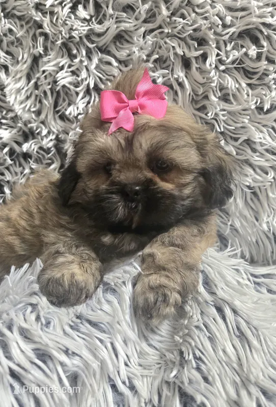 Jewel – Shih Tzu puppy for sale in Rockford, IL