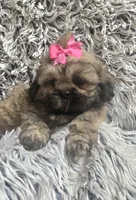 Jewel, a female Shih Tzu for sale in Rockford, IL – 1 of 8