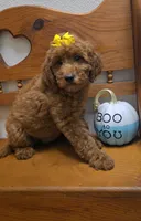 Autumn f1b mini, a female Miniature Goldendoodle for sale in Rockford, IL – 3 of 10