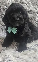 Max f1b, a male Cavapoo for sale in Rockford, IL – 2 of 10