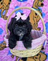 Petunia , a female Shihpoo for sale in Rockford, IL – 8 of 10