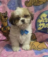 Gizmo , a male Shih Tzu for sale in Rockford, IL – 6 of 8