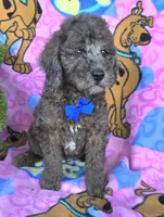 Bo jangles, a male Miniature Goldendoodle for sale in Rockford, IL – 6 of 10