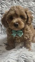 Sunny , a male Cavapoo for sale in Rockford, IL – 6 of 10
