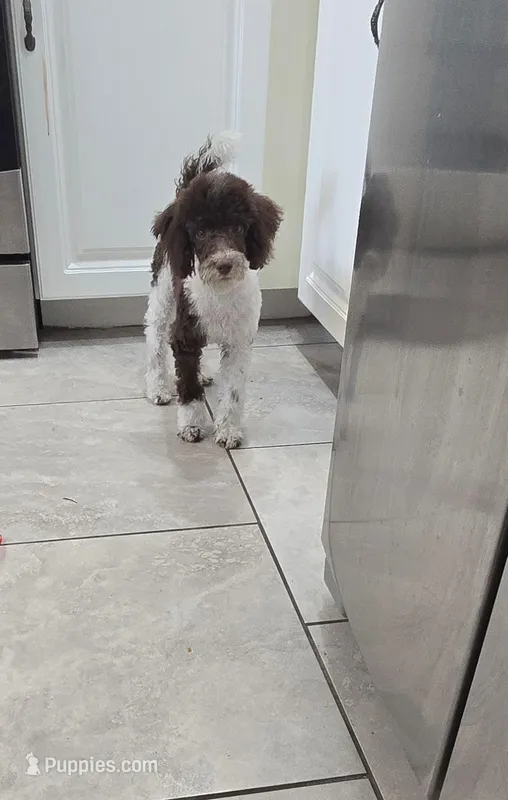 Hershey small toy  chocolate/ white – Poodle - Toy  puppy for sale in Rockford, IL