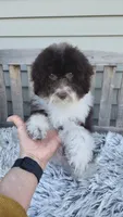 Hershey , a male Poodle - Toy  for sale in Rockford, IL – Photo 3 of 8