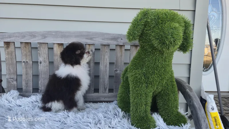 Hershey small toy  chocolate/ white – Poodle - Toy  puppy for sale in Rockford, IL
