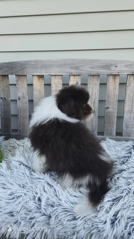 Hershey small toy  chocolate/ white – Poodle - Toy  puppy for sale in Rockford, IL