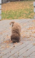 Autumn mini f1b, a female Miniature Goldendoodle for sale in Rockford, IL – 8 of 8