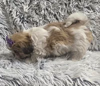 Violet , a female Shih Tzu for sale in Rockford, IL – 6 of 9
