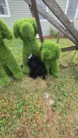 Sidney  Akc , a female Poodle - Toy  for sale in Rockford, IL – 9 of 10