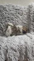 Romeo , a male Shih Tzu for sale in Rockford, IL – 5 of 9