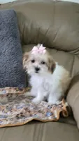 Lily, a female Mal Shi for sale in Rockford, IL – 5 of 9