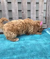 Rosie f1b mini, a female Miniature Goldendoodle for sale in Rockford, IL – 5 of 8