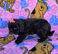 Rosie , a female Shihpoo for sale in Rockford, IL – 10 of 10