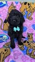 Max mini, a male Miniature Goldendoodle for sale in Rockford, IL – 2 of 9