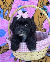 Petunia , a female Shihpoo for sale in Rockford, IL – 6 of 10