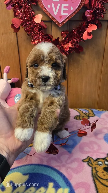 Valentino micro mini f1b 