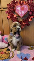 Valentino micro mini f1b , a male Miniature Goldendoodle for sale in Rockford, IL – Photo 3 of 9