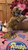 Valentino micro mini f1b , a male Miniature Goldendoodle for sale in Rockford, IL – Photo 4 of 9