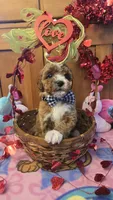 Valentino micro mini f1b , a male Miniature Goldendoodle for sale in Rockford, IL – Photo 8 of 9