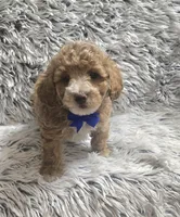 Bandit , a male Cavapoo for sale in Rockford, IL – 6 of 9