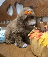 Pumpkin  f1b mini , a female Miniature Goldendoodle for sale in Rockford, IL – 5 of 8