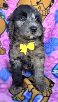 Rocky, a male Miniature Goldendoodle for sale in Rockford, IL – 5 of 10