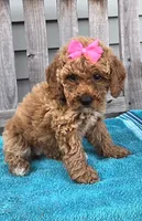 Rosie f1b mini, a female Miniature Goldendoodle for sale in Rockford, IL – 2 of 8