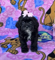 Petunia , a female Shihpoo for sale in Rockford, IL – 2 of 10