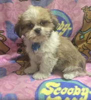 Gizmo , a male Shih Tzu for sale in Rockford, IL – 7 of 8