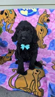 Max mini, a male Miniature Goldendoodle for sale in Rockford, IL – 7 of 9