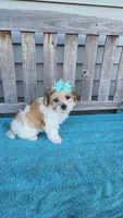 Tinker bell , a female Mal Shi for sale in Rockford, IL – 6 of 7