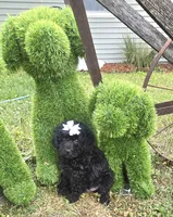Sidney  Akc , a female Poodle - Toy  for sale in Rockford, IL – 6 of 10