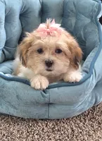 Lily, a female Mal Shi for sale in Rockford, IL – 7 of 9