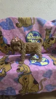 Star mini micro mini, a female Miniature Goldendoodle for sale in Rockford, IL – 3 of 9