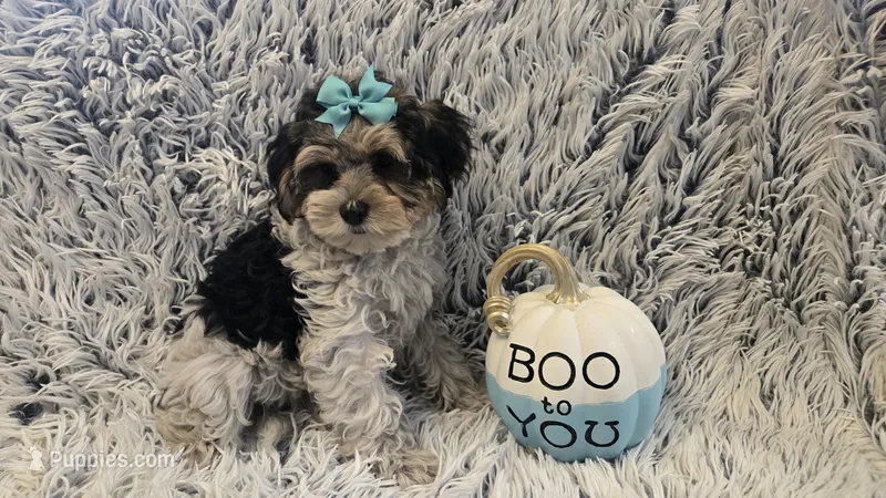 Poppy – Poodle - Toy  puppy for sale in Rockford, IL